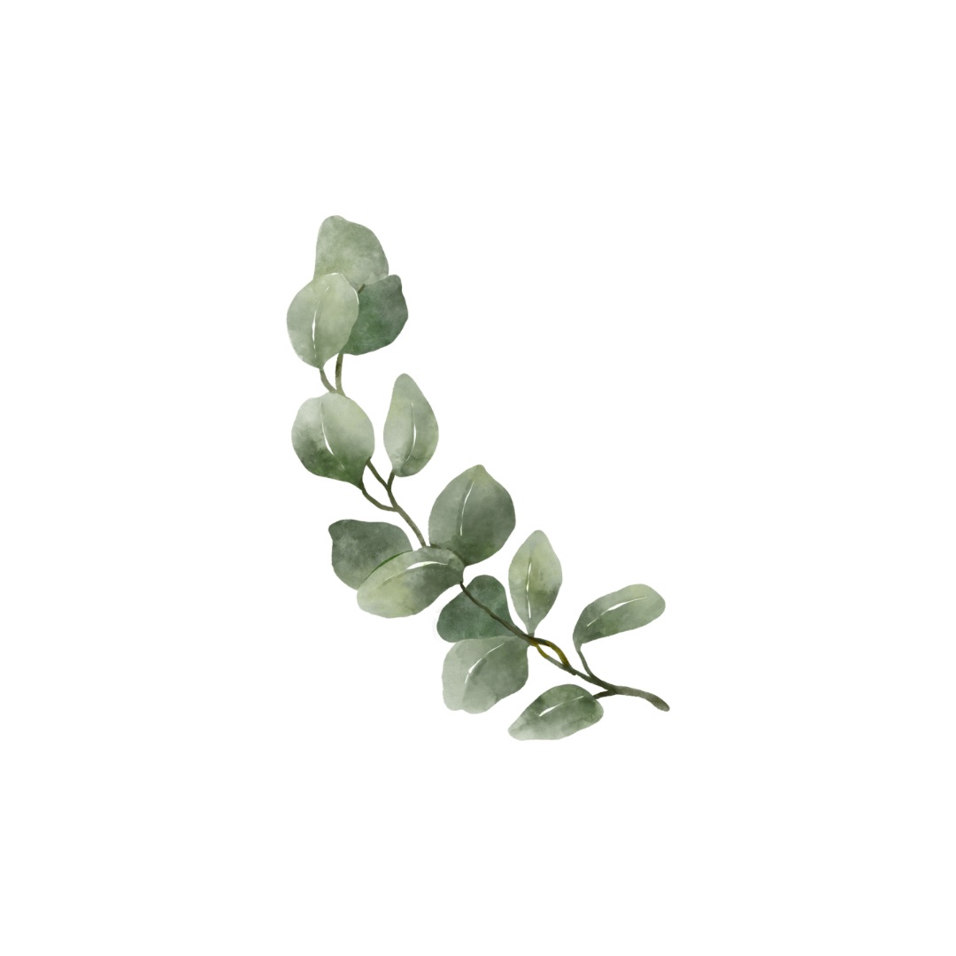 ikona eukalyptus